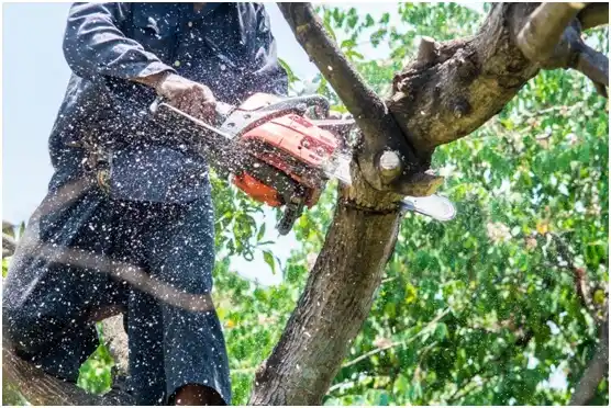 tree services McKenney